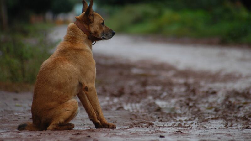 Cachorro de rua