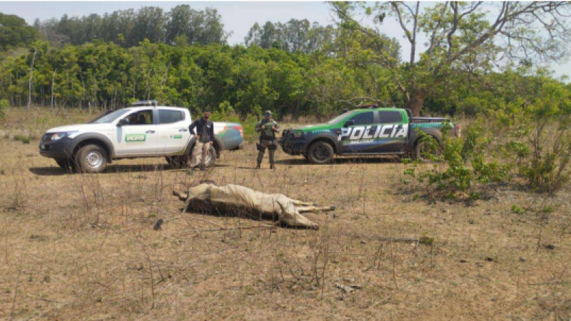Na propriedade, foram encontrados dois animais mortos e uma carcaça em decomposição