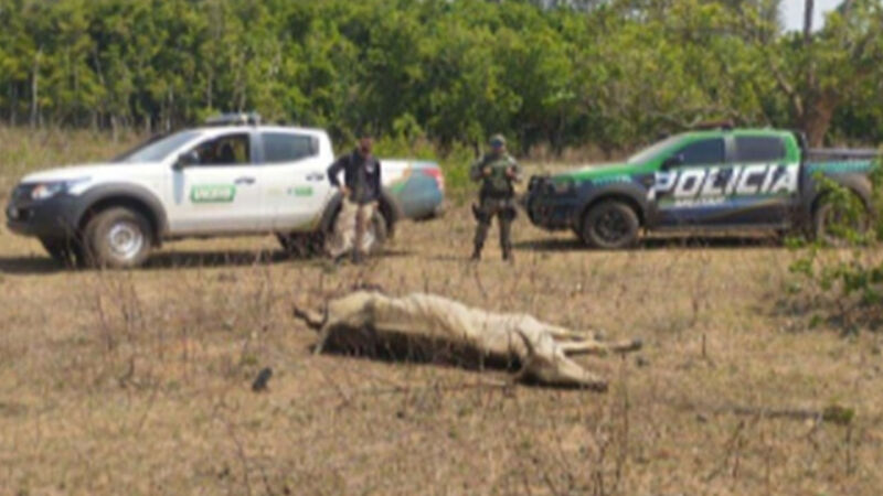 Na fazenda, foram encontradas carcaças de animais e outros e desnutrição