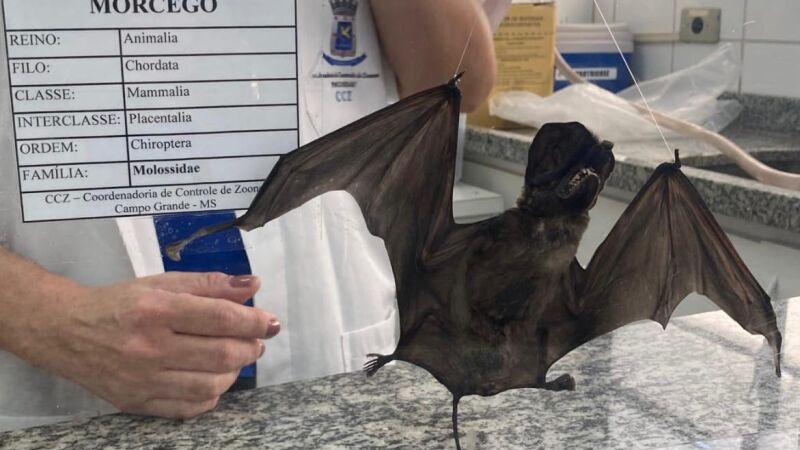 Os três morcegos infectados foram encontrados em regiões diferentes da cidade, mas todos neste mês