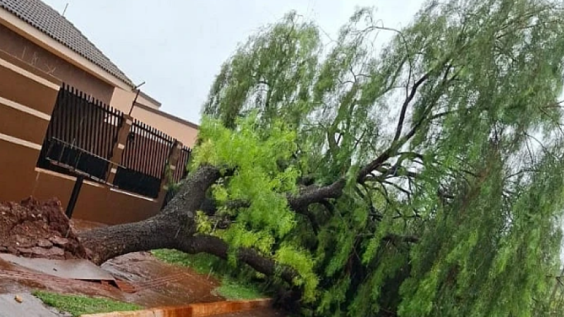 Após chuvas, árvore caiu e interditou parcialmente uma rua em São Gabriel