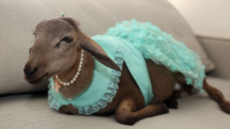 Ovelha Chanel com vestidinho verde e colar de pérolas