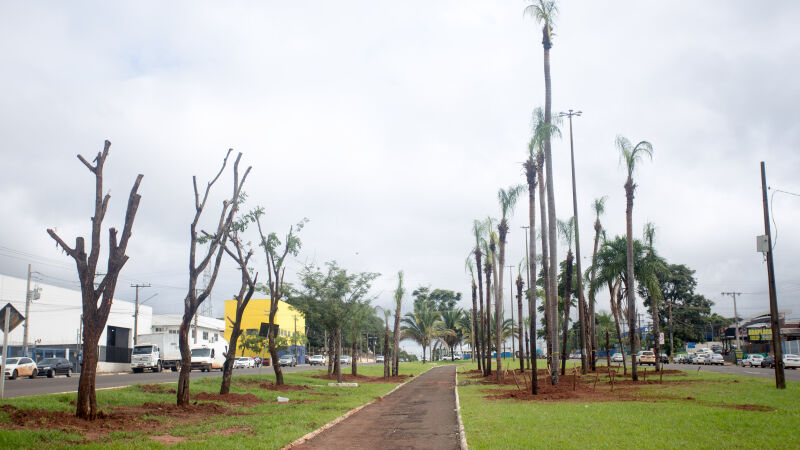 Cerca de 20 árvores de grande e médio porte foram plantadas no canteiro da Avenida Gury Marques