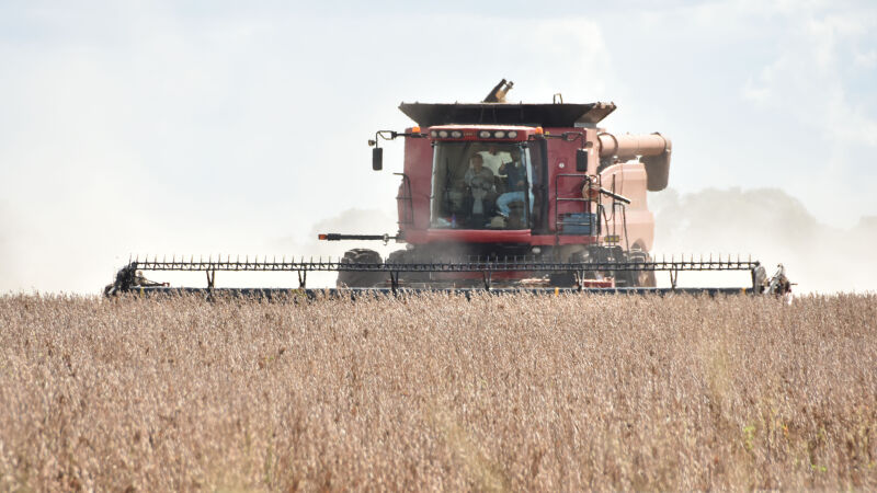 Projeção para próxima safra é de crescimento de 14% em MS