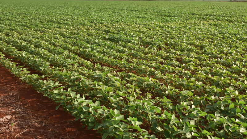 Soja segue sendo o carro chefe da produção agrícola de MS