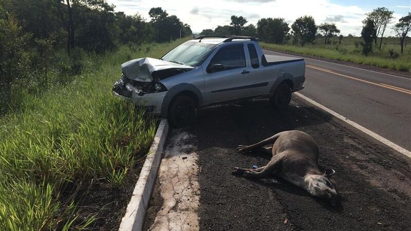A iniciativa será apresentada oficialmente durante a 15ª Conferência das Partes da Convenção sobre Espécies Migratórias (COP15 da CMS)