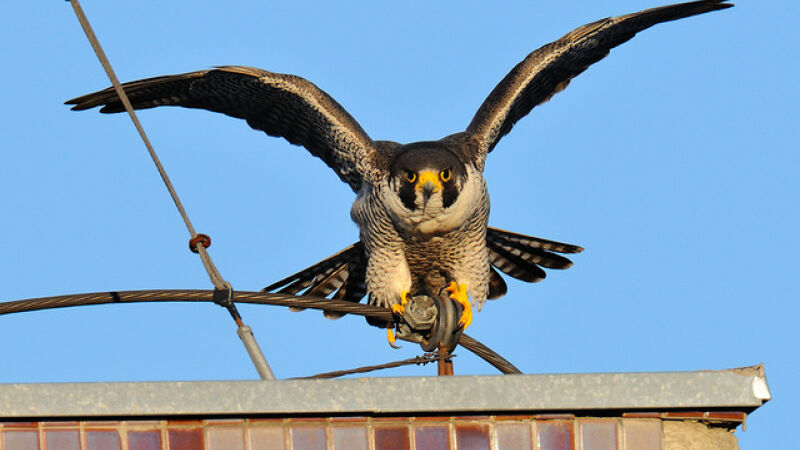 Falcão-peregrino pode ultrapassar os 320 km/h durante mergulhos em busca de presas.