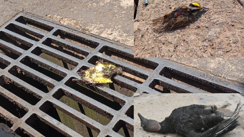 Bem-te-vi morto na manhã deste sábado (14) junta-se a outros casos de pássaros vítimas da rede elétrica num mesmo ponto