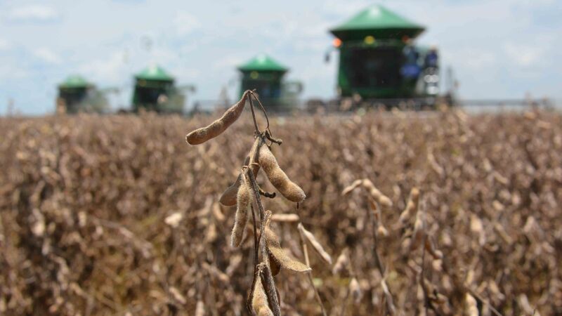 Chuvas irregulares e calorão podem impactar safra de soja e milho