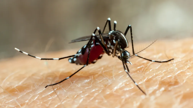 MS tem 7 mortes pela doença em 2026