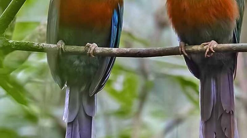 O reconhecimento da espécie tem como principal objetivo valorizar a biodiversidade sul-mato-grossense