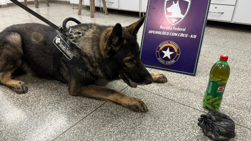 Cão de fato ajudou a encontrar drogas durante fiscalização em ônibusk9 droga