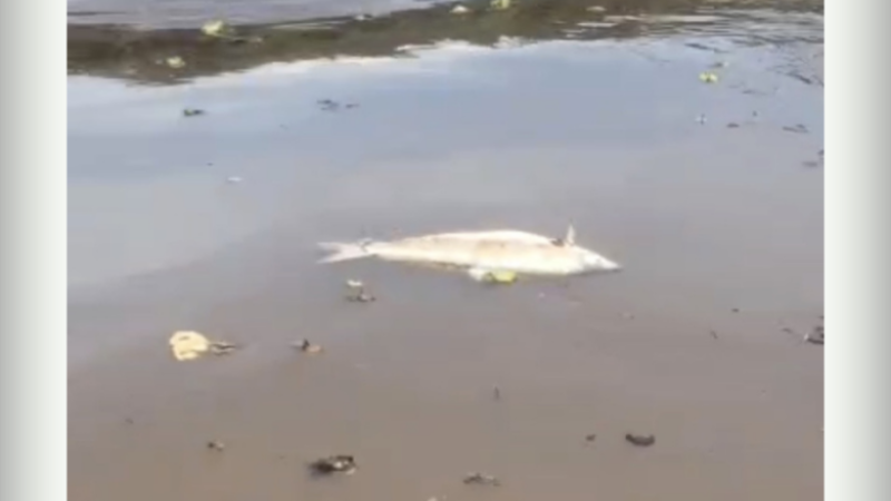 Exemplares foram encontrados no trecho em Paraíso das Águas