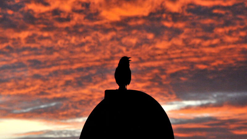 Campo Grande registra em torno 400 espécies de aves na fauna presente nos perímetros urbanos e periurbanos, com quase 100 migratórias