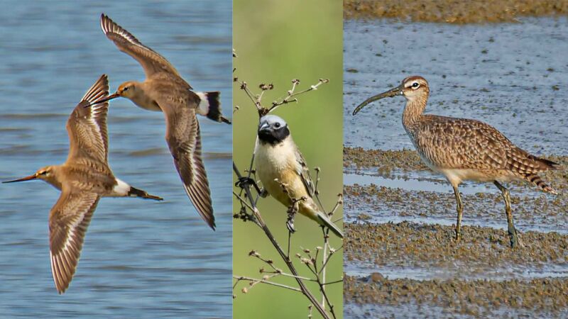 Maçarico-de-bico-virado, caboclinho e o 