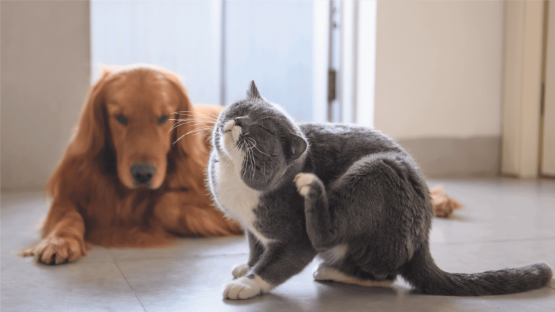 Como cuidar dos pets para evitar pulgas e carrapatos?