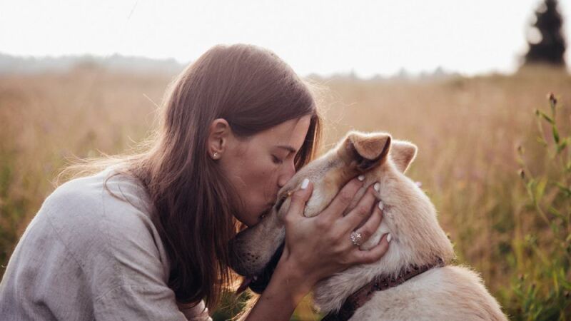 Quando o pet vira alvo: um sinal silencioso de violência contra a mulher