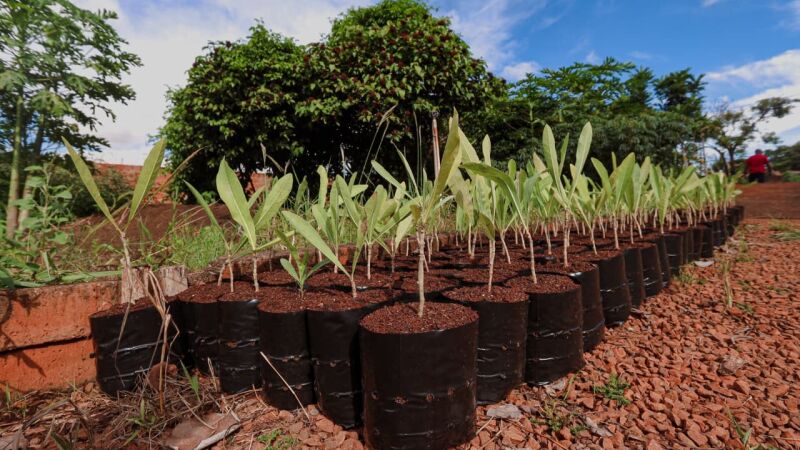 A ideia do projeto é ampliar a arborização urbana com objetivo de atrair animais para abrigo e alimentação