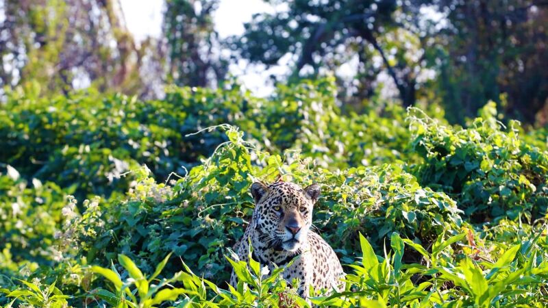 O Parque Nacional do Pantanal ganhou um acréscimo de 47 mil hectares, atingindo agora 183 mil hectares de área preservada