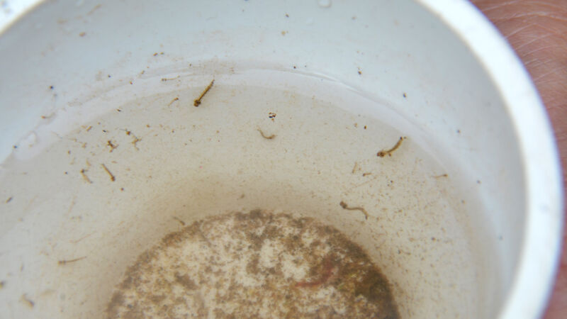 Água parada é o principal criadouro do mosquito causador da dengue, chikungunya e zika