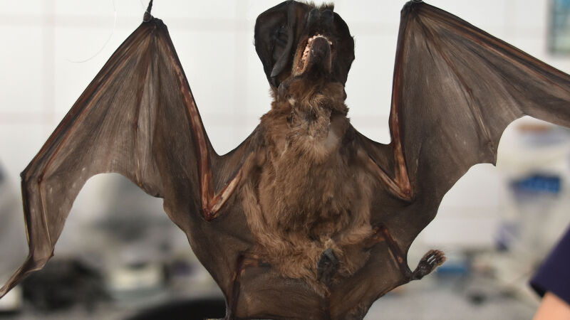 Sesau confirma 5&ordm; caso de raiva em morcego na Capital