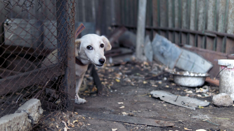 Casa e animais estavam infestados de carrapatos