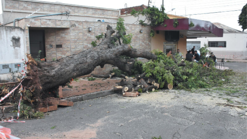 Árvores que estavam obstruindo as vias foram as primeiras a serem retiradas pela Defesa Civil