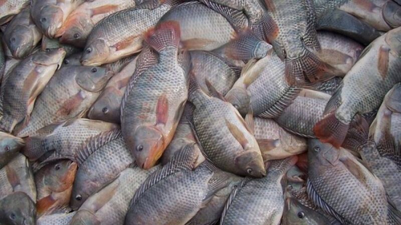Mato Grosso do Sul já ocupa a terceira posição entre os maiores exportadores de tilápia