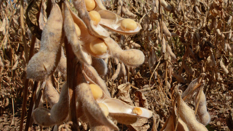 Produto é o maior responsável pelas exportações de MS em março e no acumulado do ano