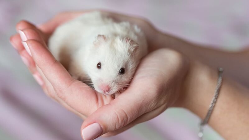Hamster: Veja 7 cuidados para ter com o roedor
