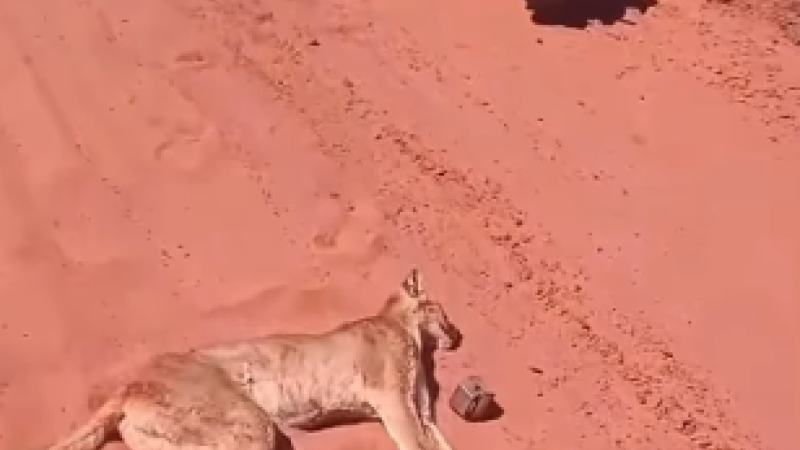 Onça não resistiu ao impacto e faleceu no local do acidente