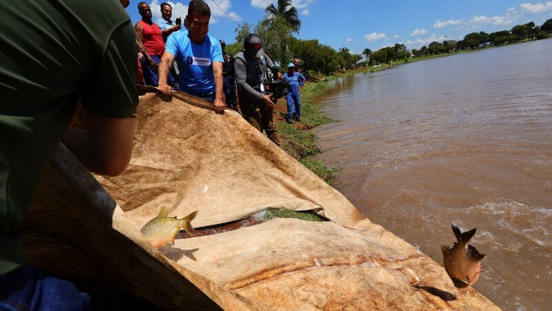Total de três toneladas de pescados foram colocados no lago do Parque Antenor Martins, contendo: Curimba, Pacu e Tambaqui 
