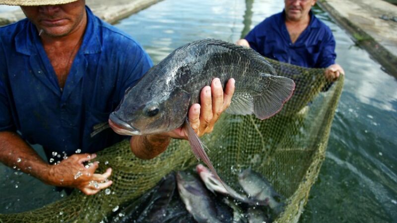 MS ocupa a 6ª posição entre os maiores produtores de tilápia do Brasil