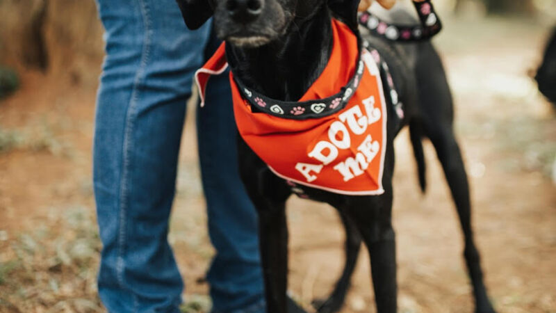 Cachorrinho disponível para adoção