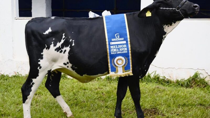 Direto de Aparecida do Taboado, vaca recebeu as melhores notas na categoria girolando