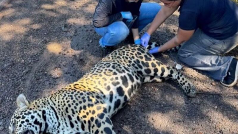 Animal era um macho de aproximadamente três anos de idade e morreu após o atropelamento