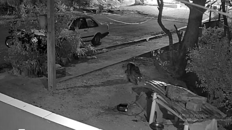 Onça-pintada apareceu em maio do ano passado na residência, em Corumbá