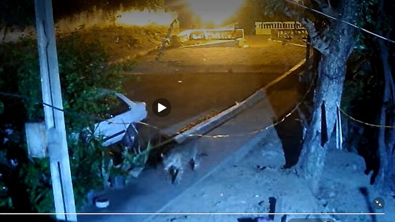 Onça foi vista na área urbana de Corumbá