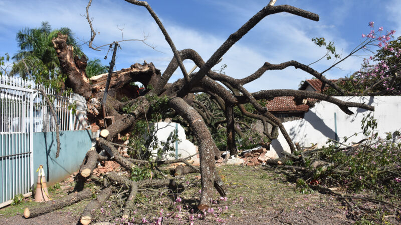 Vento contribuiu para queda de árvore centenária na Vila Sobrinho, em Campo Grande