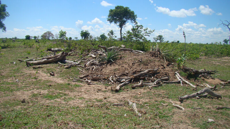 Desmatamento no Pantanal (MS)