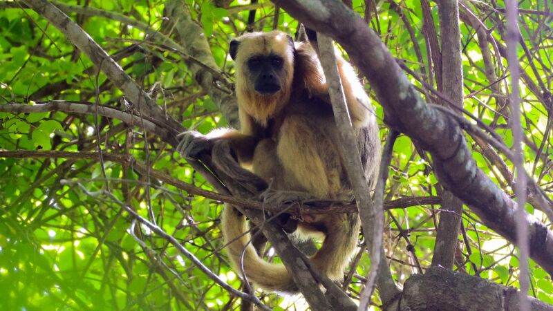 Projeto Sucuriú realiza o monitoramento de primatas para colaborar na preservação da biodiversidade