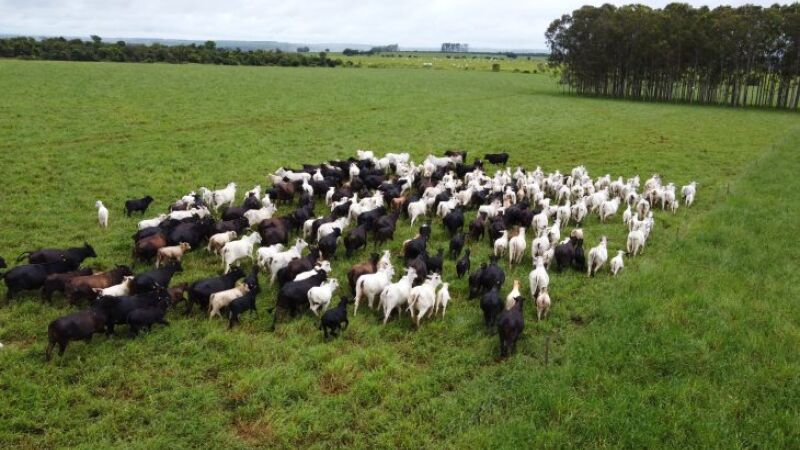 Iagro alerta para risco de hipotermia em rebanhos com frio