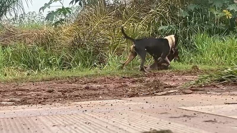 Cães apresentam inclusive a mesma pelagem dos casos registrados em meados de setembro do ano passado, tratando-se de um cão preto com mancha branca ao redor do pescoço e um segundo todo marrom. 