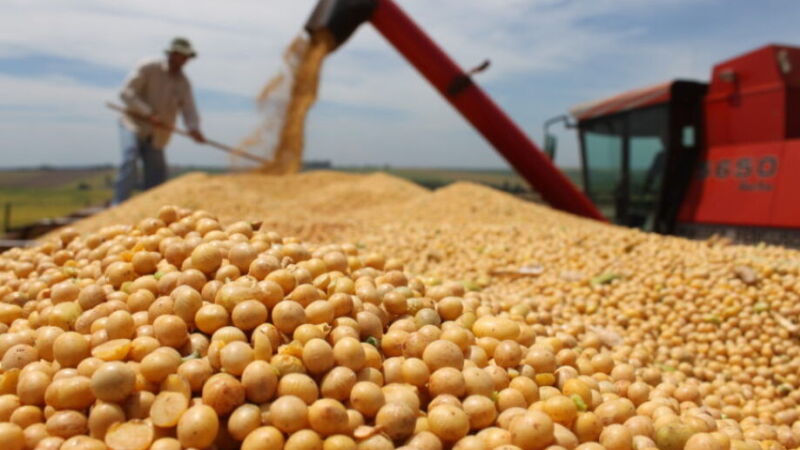 Depois de semanas de estabilidade, preço da soja recou em torno de 3% na semana passada nos principais centros produtores