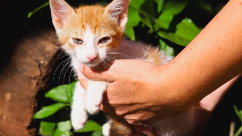 Gatinho disponível para adoção neste domingo