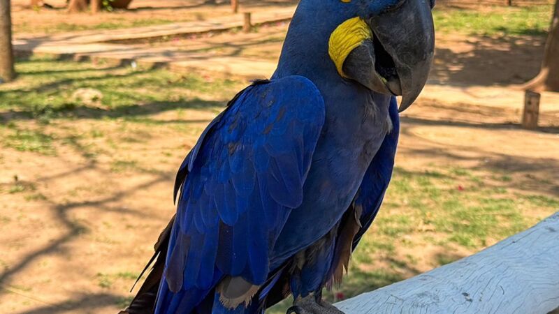 Arara-azul