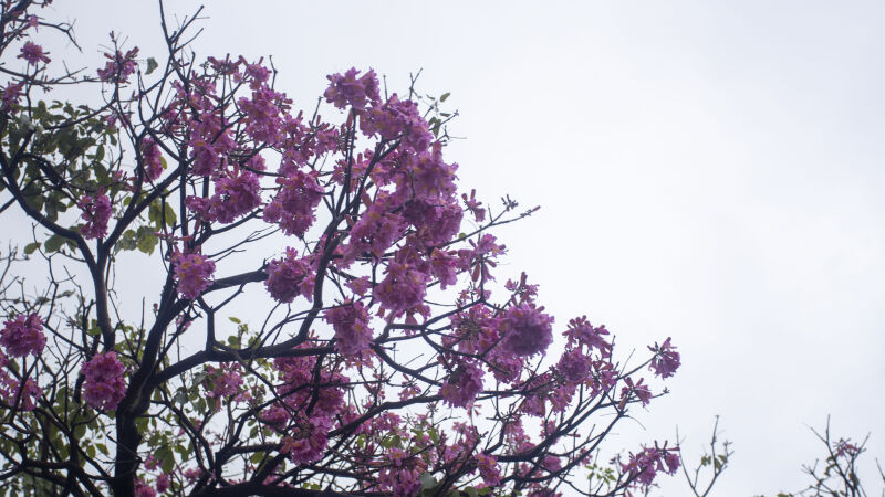 Ipê rosa em tarde chuvosa de domingo
