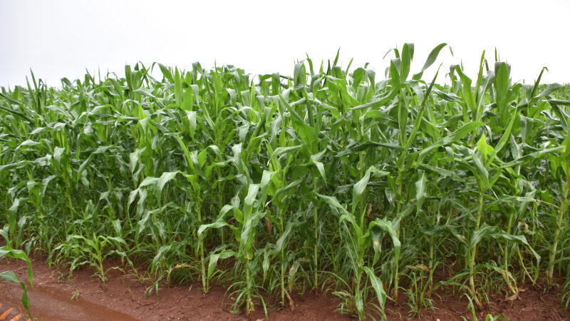 Plantação de milho na Fazenda Cinco Estrelas, em 2026