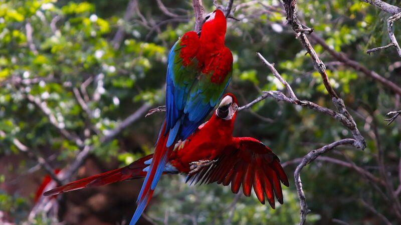 Parque Estadual do Rio Taquari abriga várias espécies silvestres