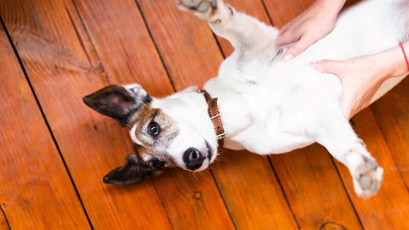 Pele pode ficar mais ressecada com o frio; veja cuidados com os pets